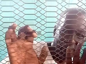 الكاتب والاذاعي خالد بحيري في سجون الخلايا الامنية- وسائل التواصل الاجتماعي