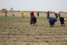 Sudan’s War Devastates Agriculture