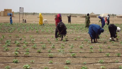 Sudan’s War Devastates Agriculture